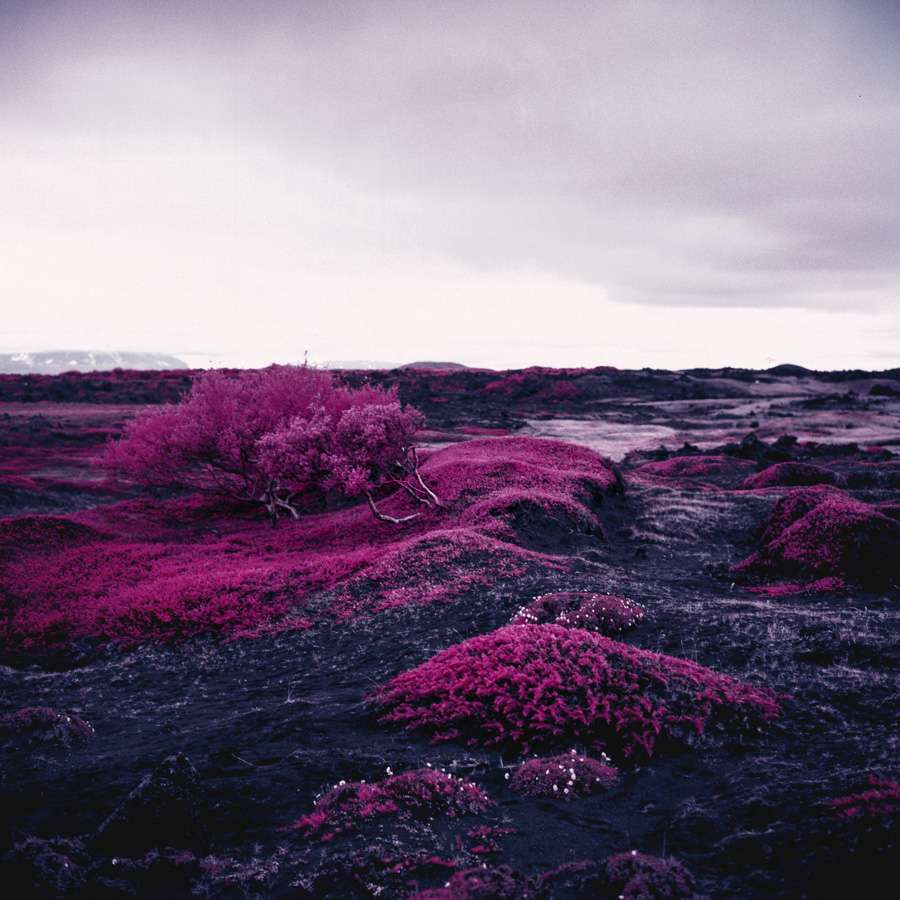 A red landscape